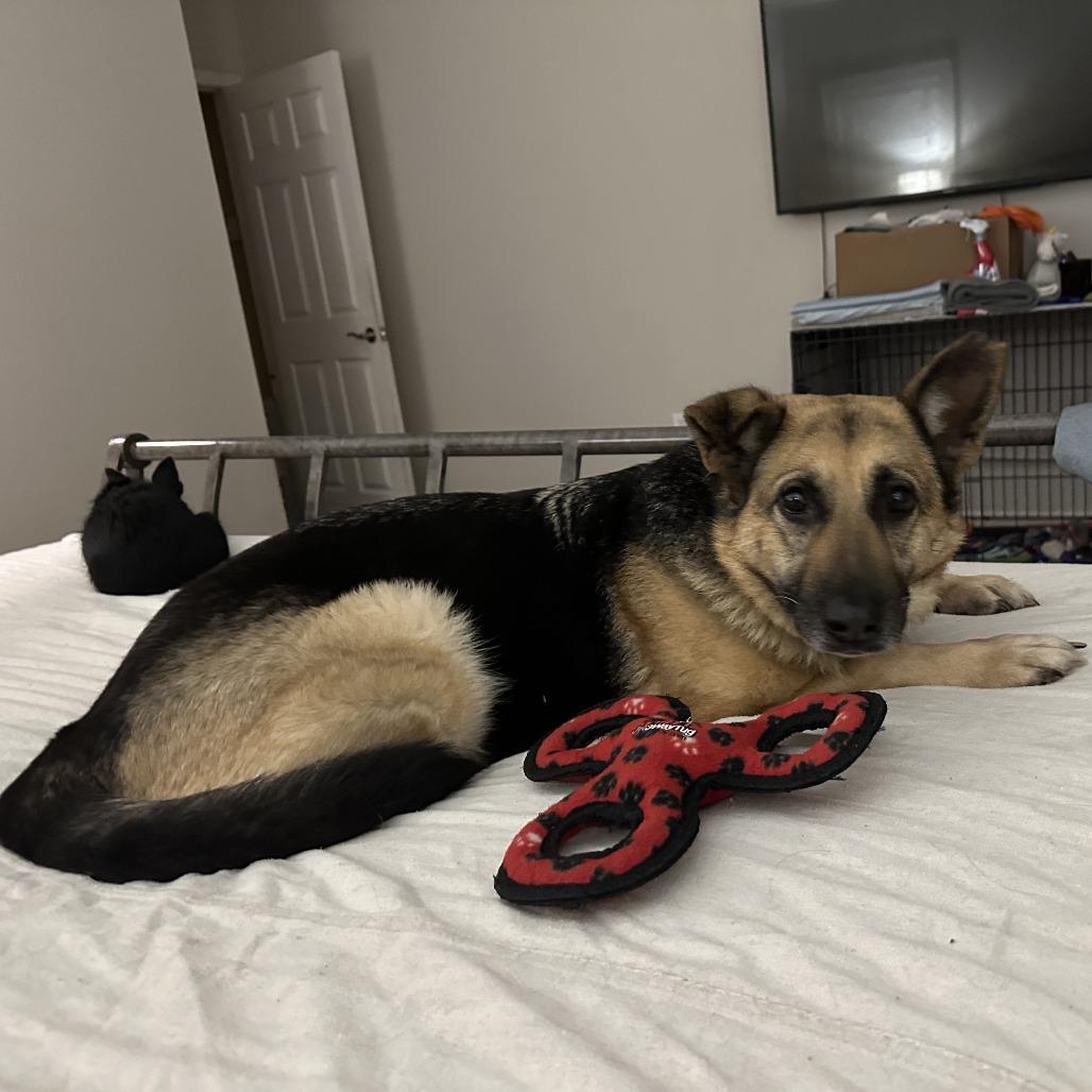 Allie Cat, a Adoptable German Shepherd Dog in Little Rock, AR image 3/4