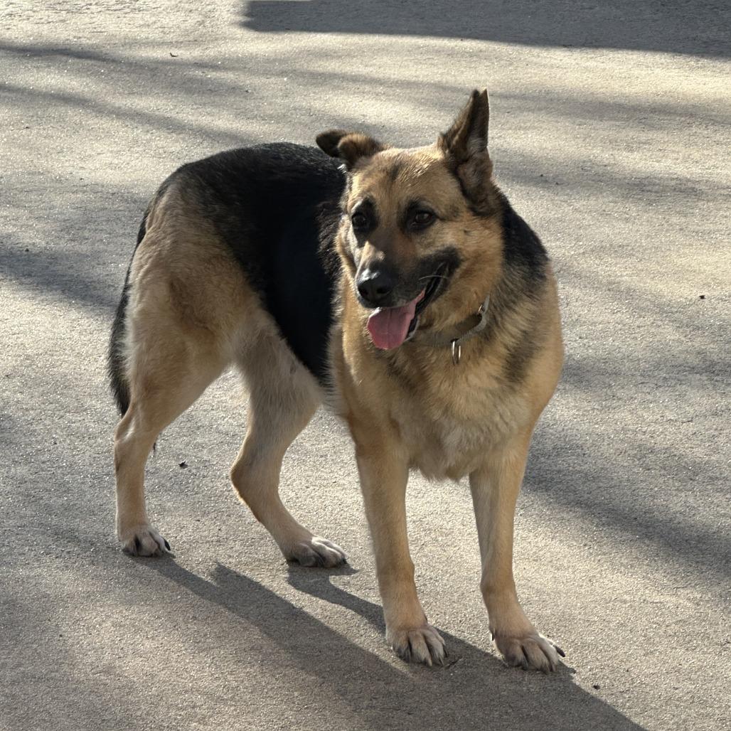 Allie Cat, a Adoptable German Shepherd Dog in Little Rock, AR image 4/4