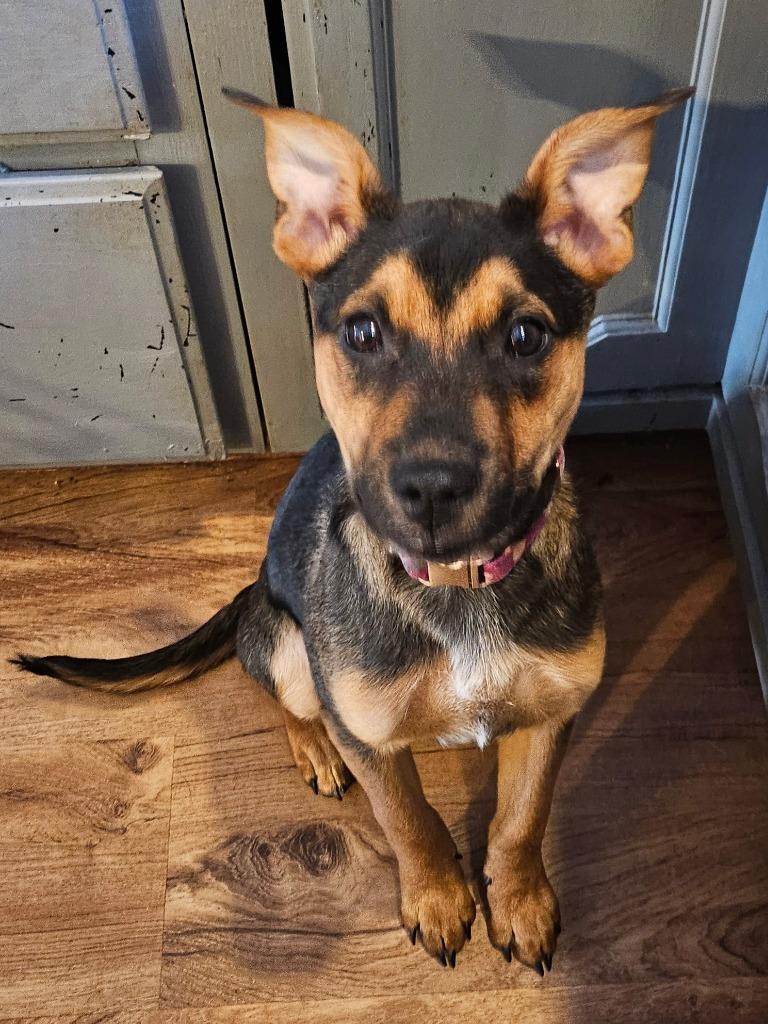 Enlarge Cary, a Adoptable Australian Cattle Dog / Blue Heeler in Johnston, IA image 2/6