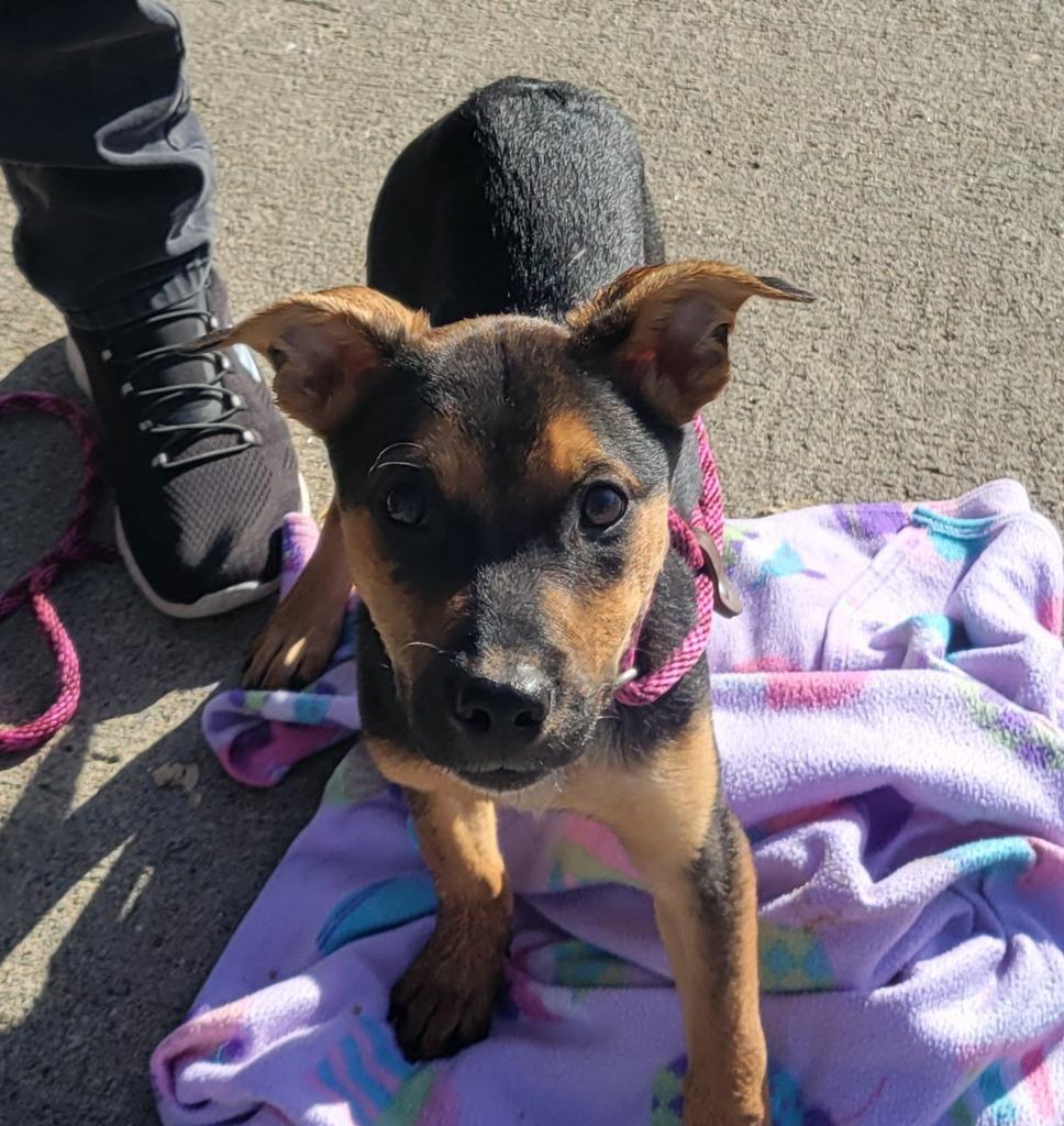 Carly, a Adoptable Australian Cattle Dog / Blue Heeler in Johnston, IA image 3/4
