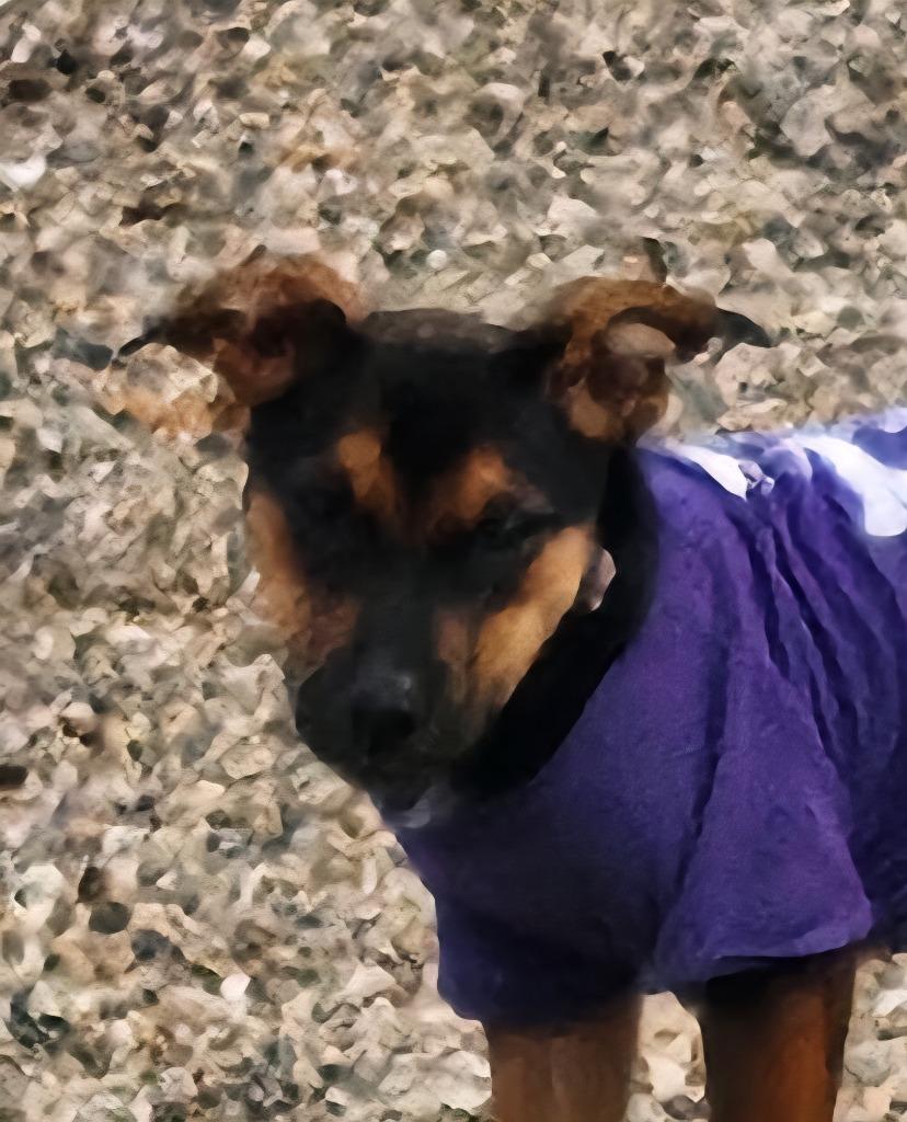 Carly, a Adoptable Australian Cattle Dog / Blue Heeler in Johnston, IA image 2/4