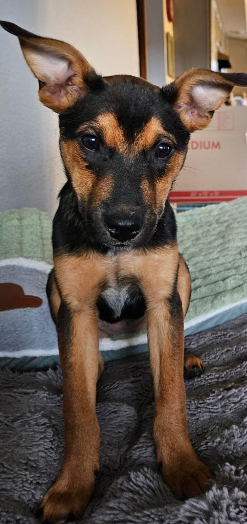 Carly, a Adoptable Australian Cattle Dog / Blue Heeler in Johnston, IA image 3/4