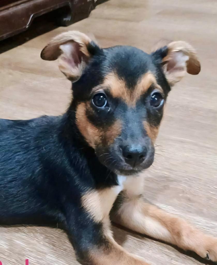 Carly, a Adoptable Australian Cattle Dog / Blue Heeler in Johnston, IA image 4/4