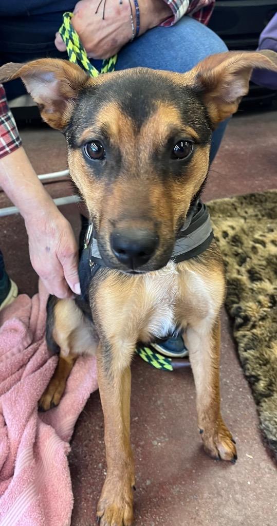 Enlarge Cary, a Adoptable Australian Cattle Dog / Blue Heeler in Johnston, IA image 6/6