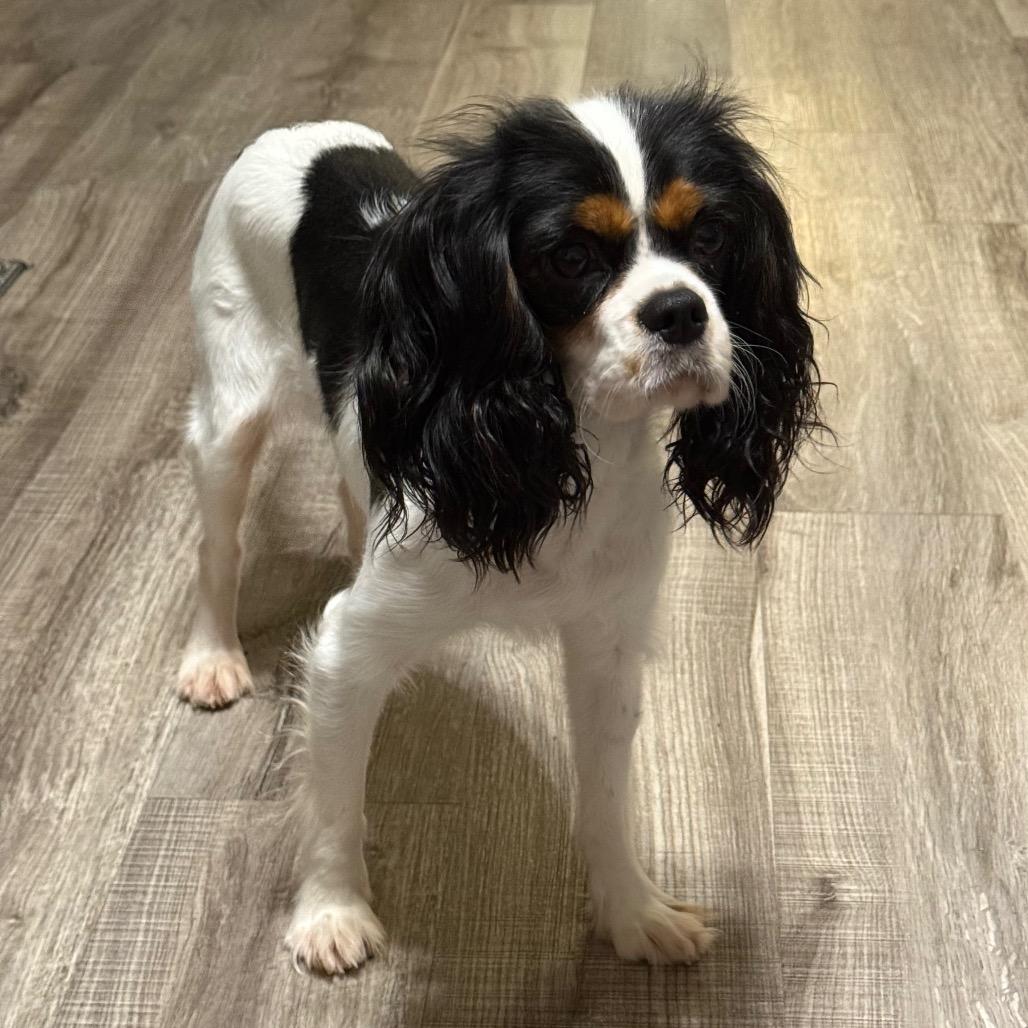 Danica, Adoptable, Adult Female Cavalier King Charles Spaniel.