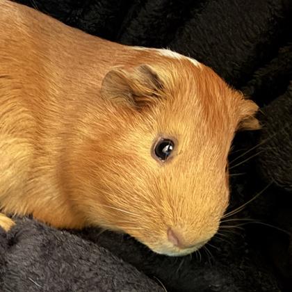 Pumpkin(bonded w Oreo), Adoptable, Adult Male Guinea Pig & Guinea Pig.