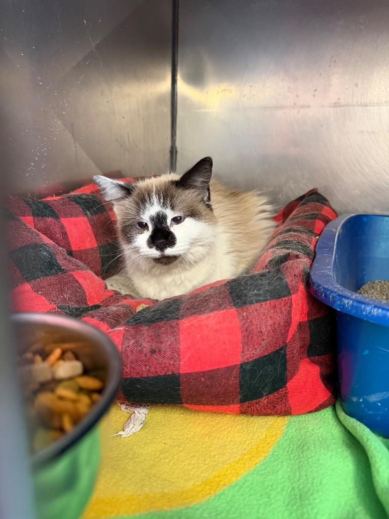 Yasmine, Adoptable, Young Female Domestic Long Hair.