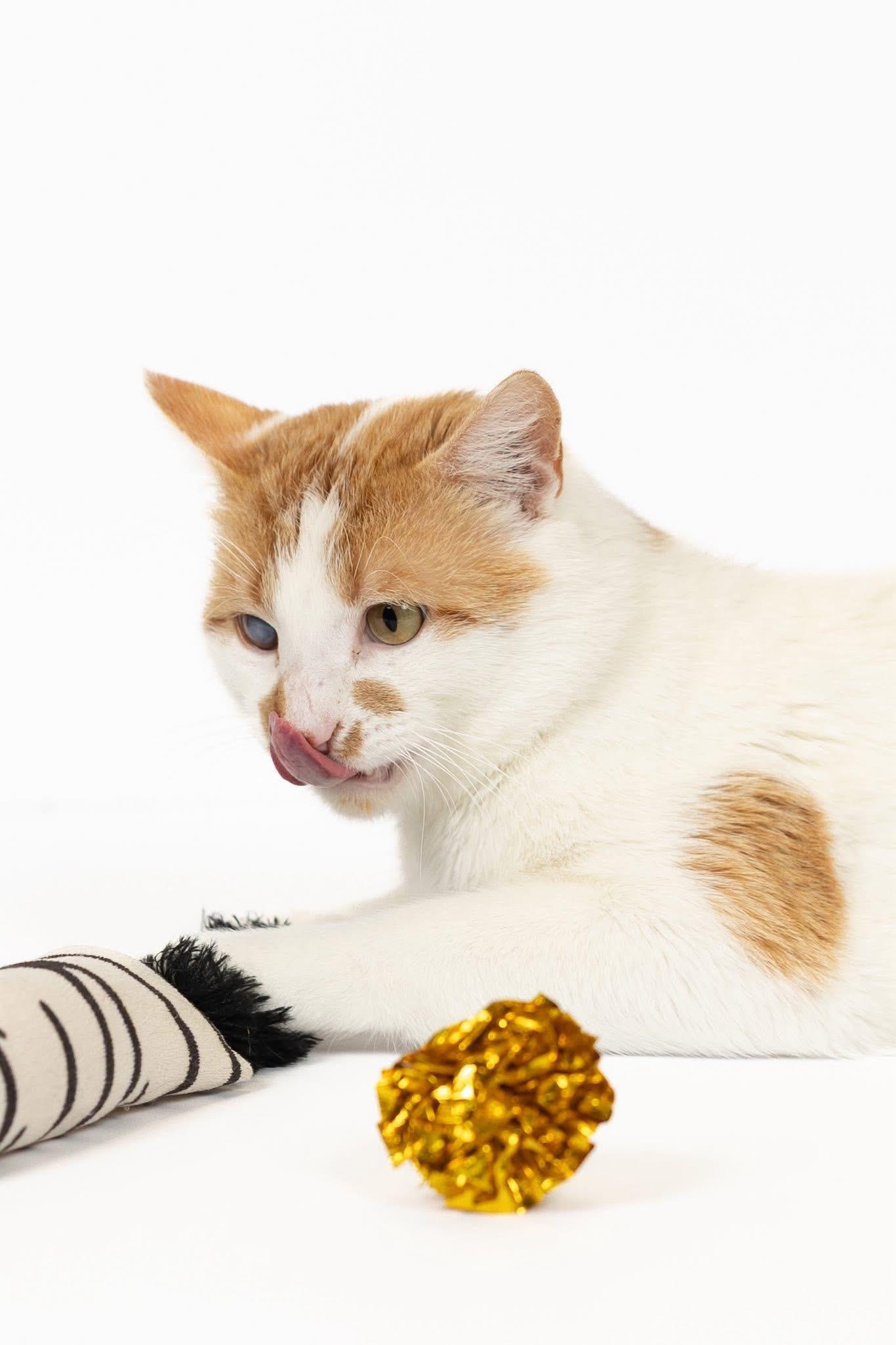 Zeke, a ADOPTABLE Domestic Short Hair in Blair, NE image 2/4