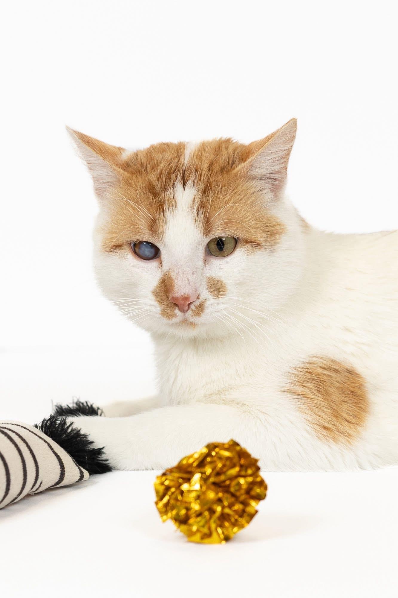 Zeke, a ADOPTABLE Domestic Short Hair in Blair, NE image 1/4