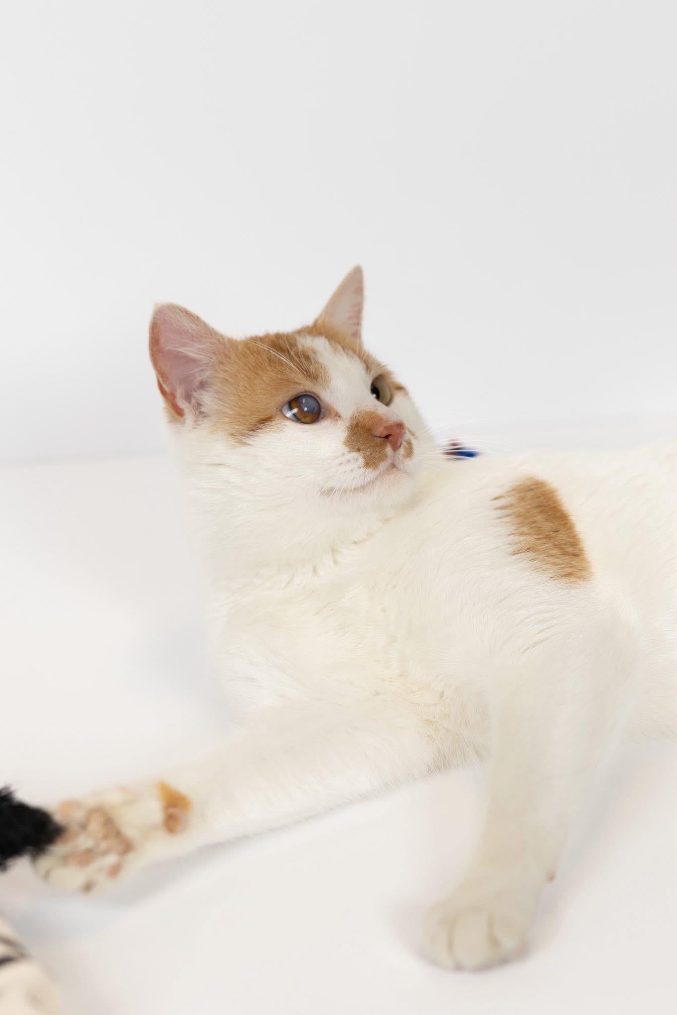 Zeke, a ADOPTABLE Domestic Short Hair in Blair, NE image 4/4