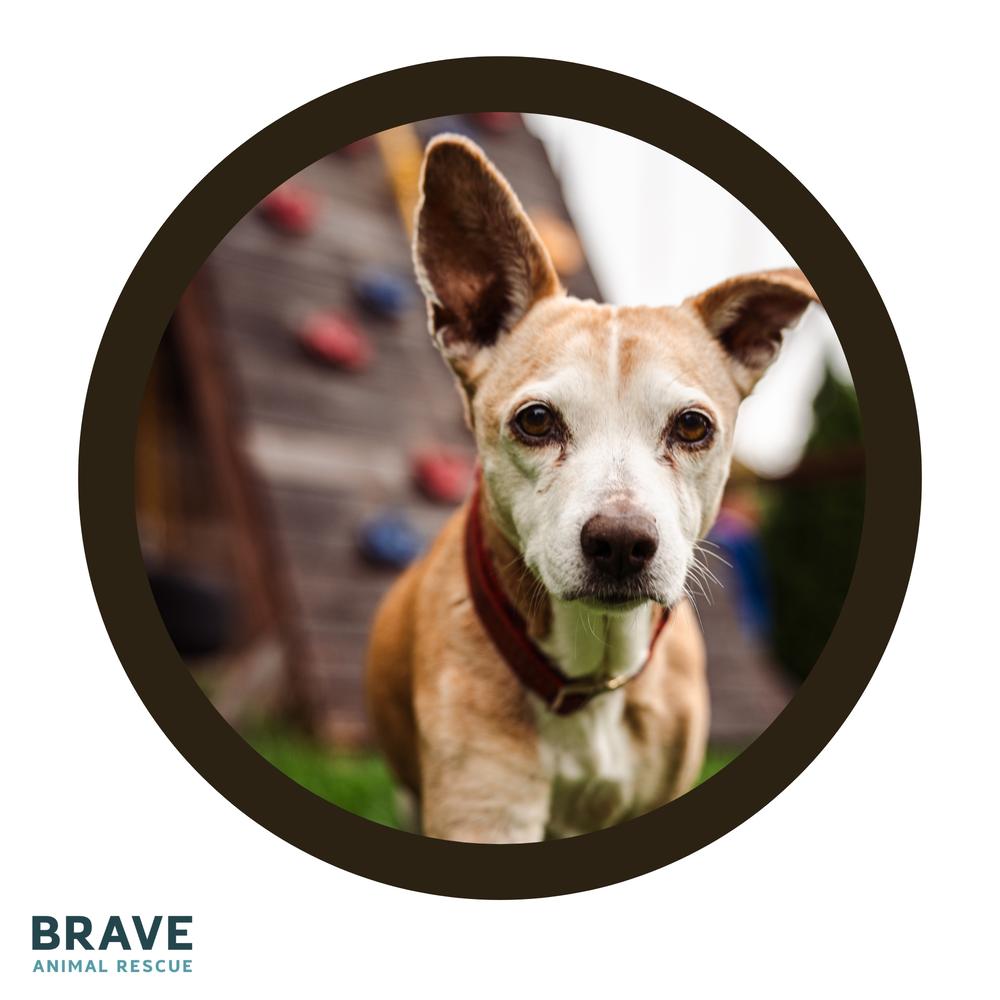 Potato, a Adoptable mixed breed in Lincoln, NE image 2/5