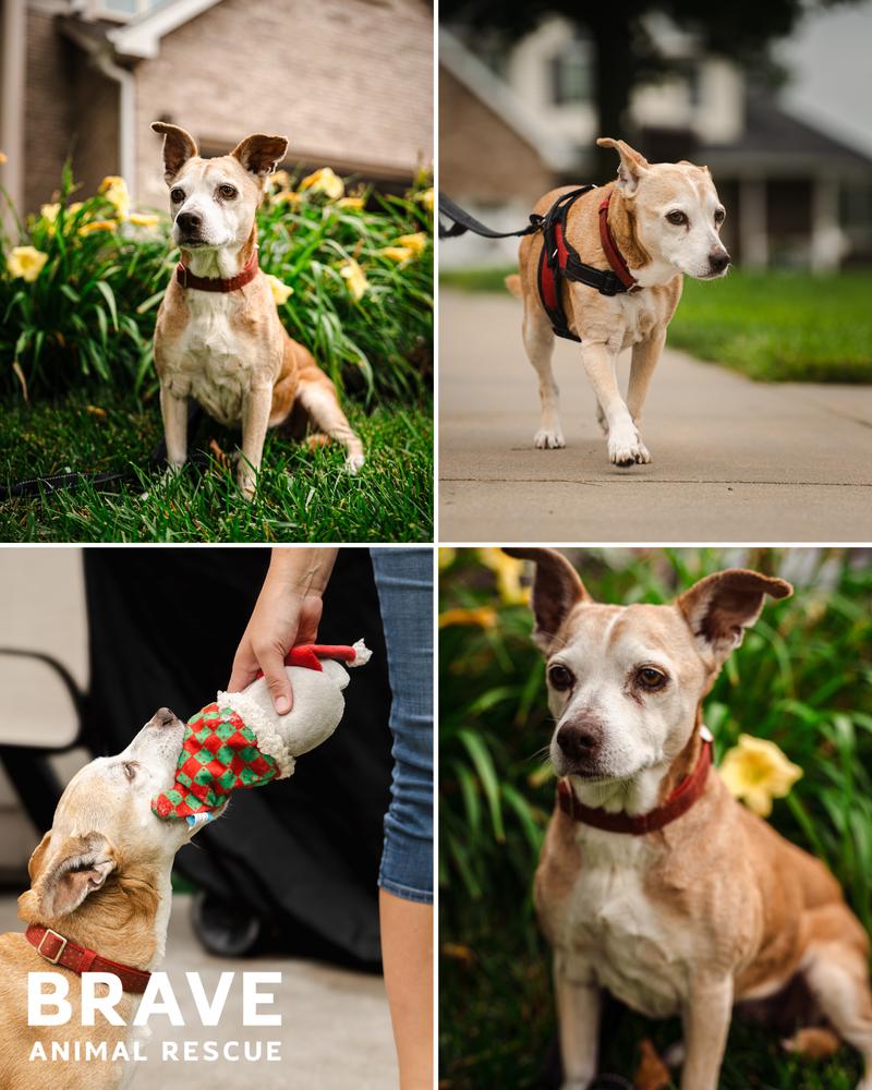 Potato, a Adoptable mixed breed in Lincoln, NE image 5/5