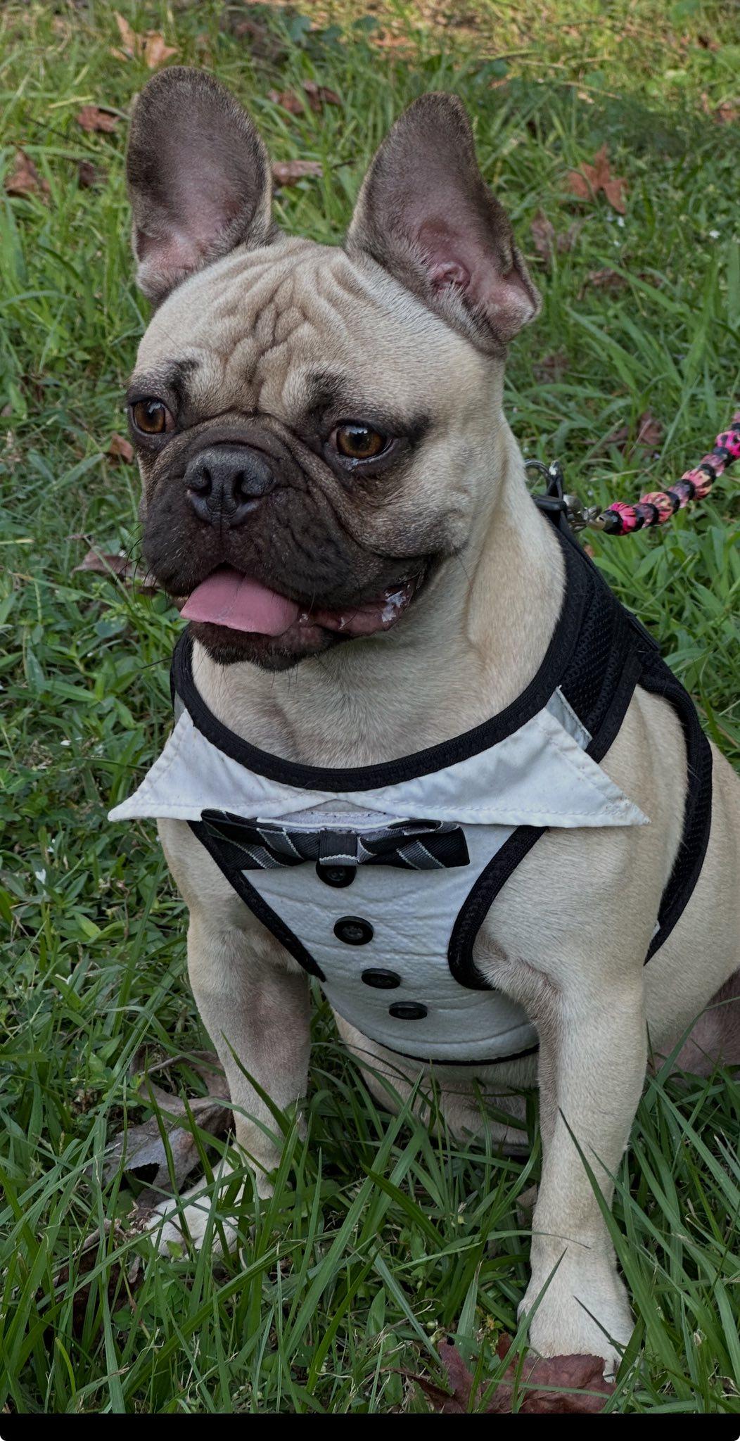 Bonaparte, Adopted, Adult Male French Bulldog & Pug.