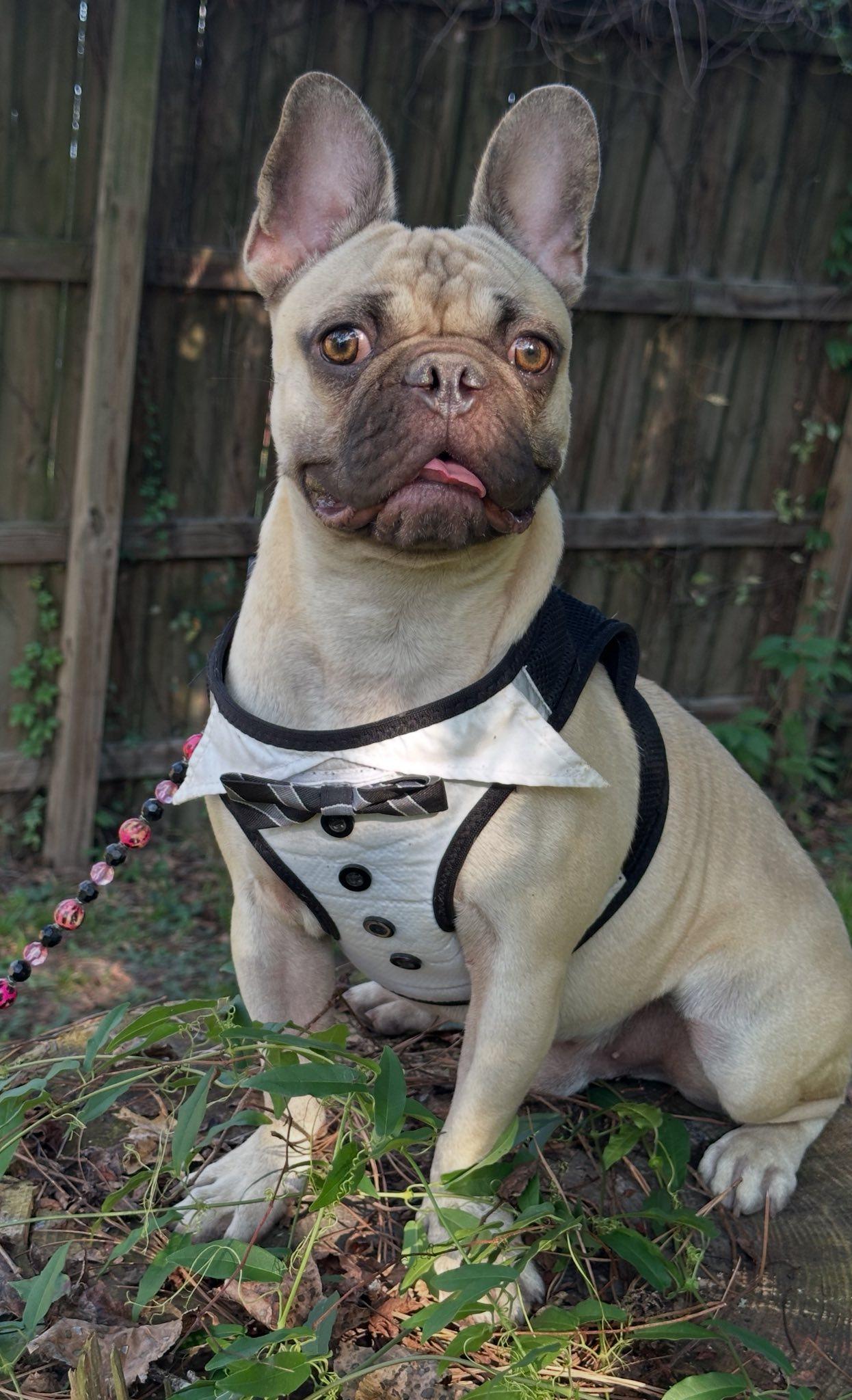 Bonaparte, a Adopted mixed breed in Rochelle, IL image 4/7