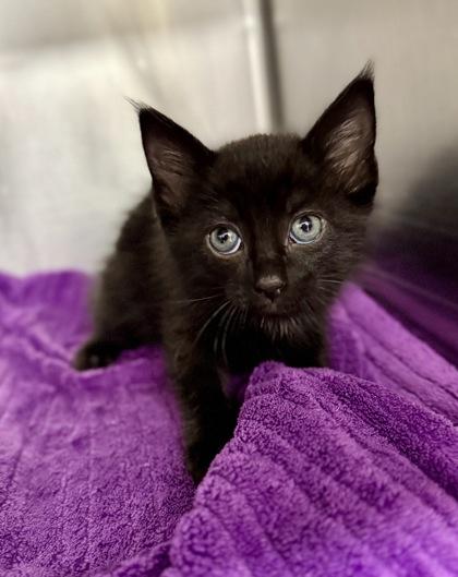 Enlarge Francesca @ PetSmart in Athens, GA, a Adoptable Domestic Short Hair in Bishop, GA image 1/1
