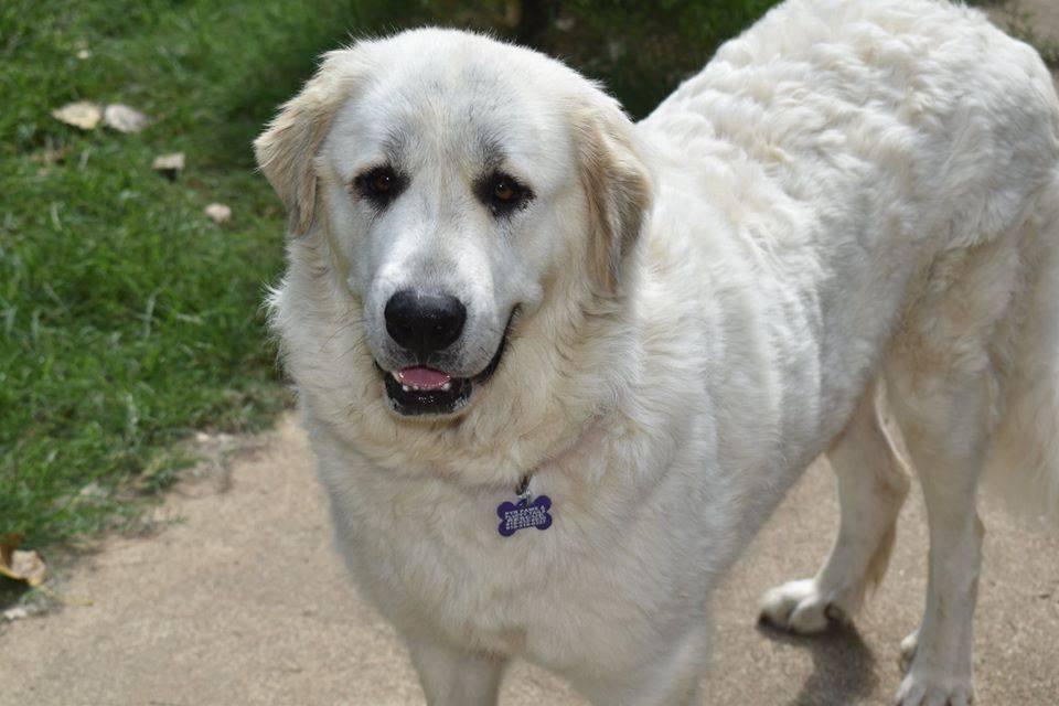 Kitana , ADOPTABLE, Senior Female Great Pyrenees.