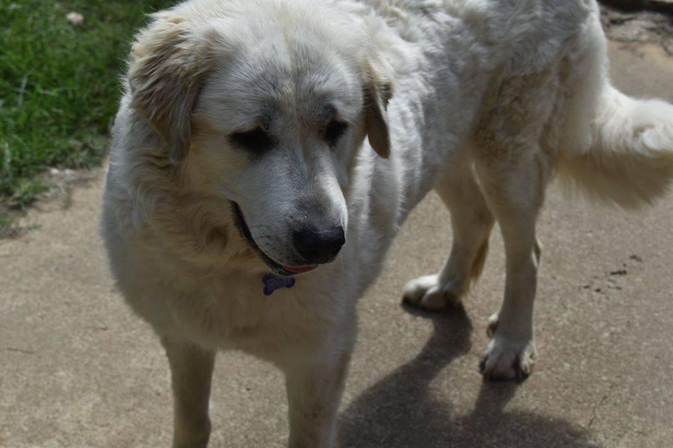 Enlarge Kitana , a ADOPTABLE Great Pyrenees in Kiowa, OK image 2/6