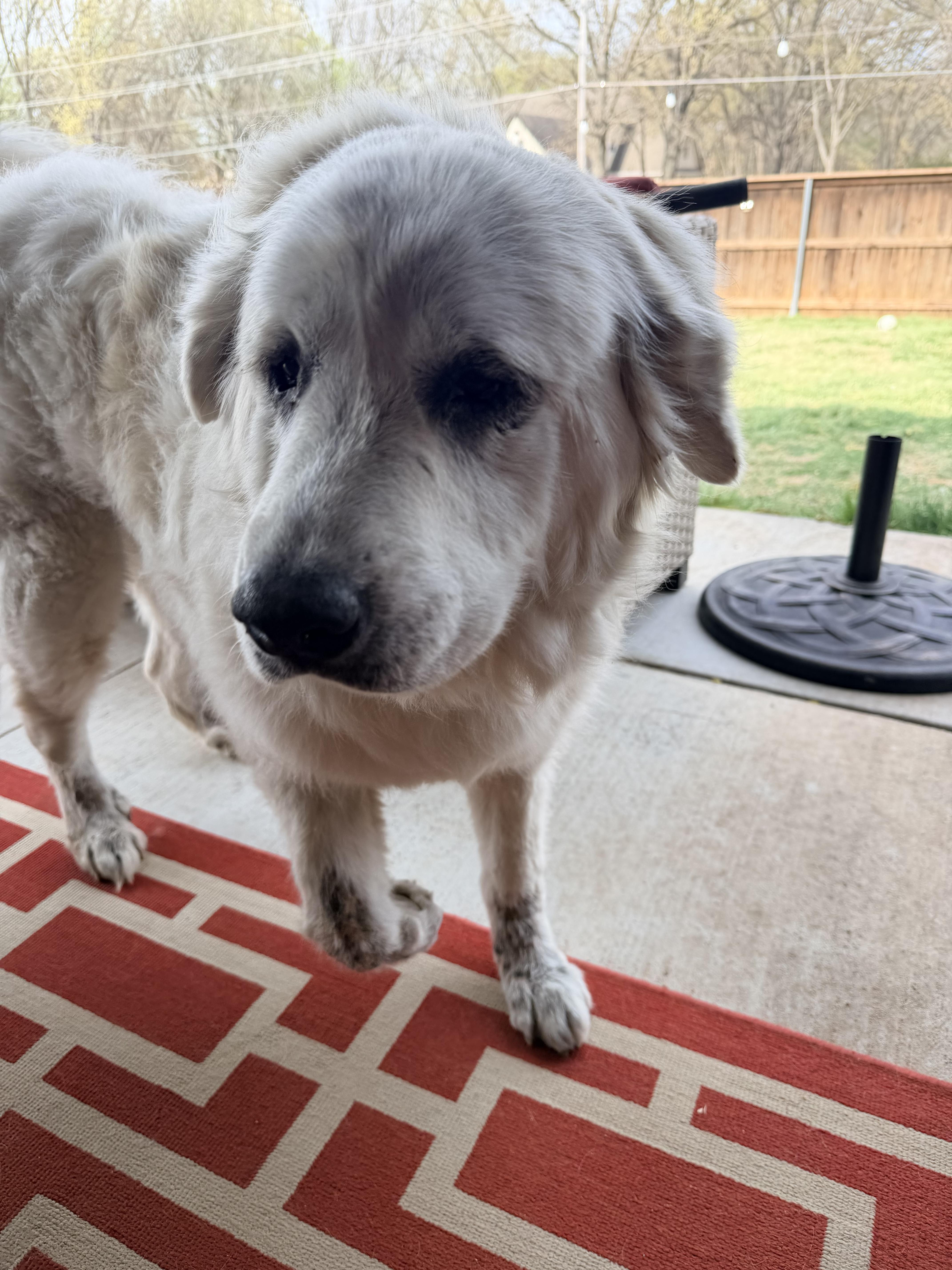 Enlarge Kitana , a ADOPTABLE Great Pyrenees in Kiowa, OK image 6/6
