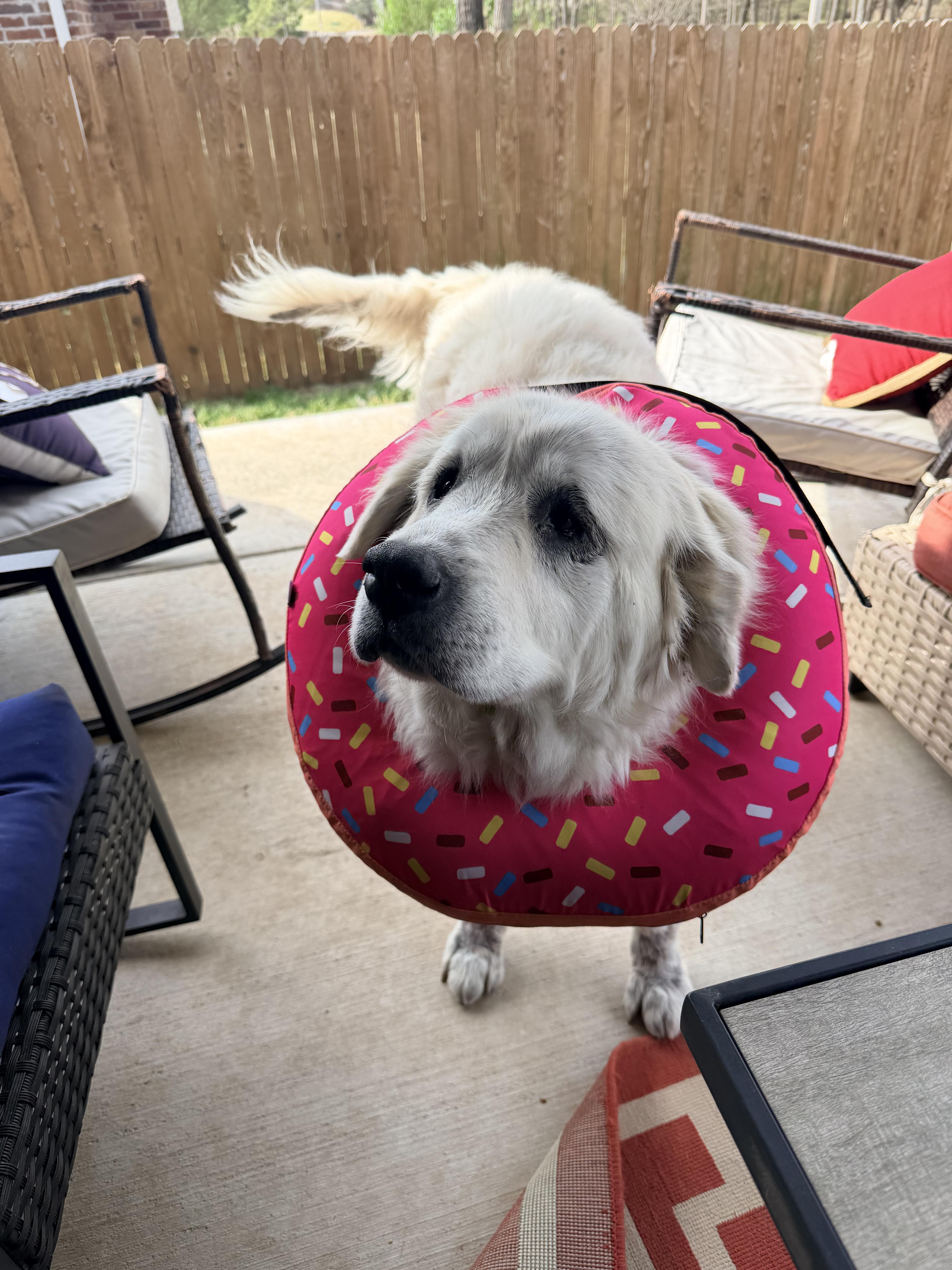 Enlarge Kitana , a ADOPTABLE Great Pyrenees in Kiowa, OK image 4/6
