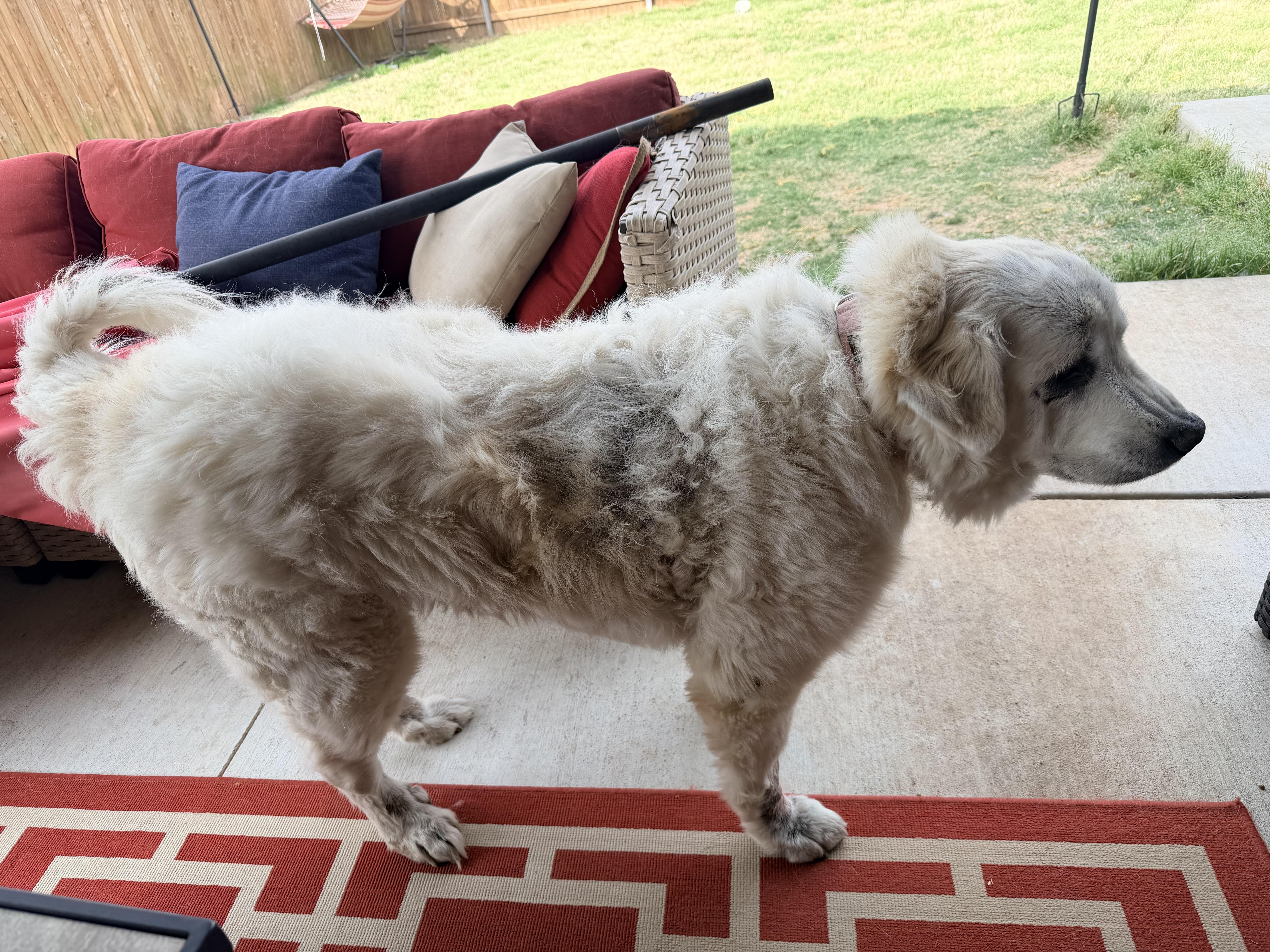 Enlarge Kitana , a ADOPTABLE Great Pyrenees in Kiowa, OK image 5/6