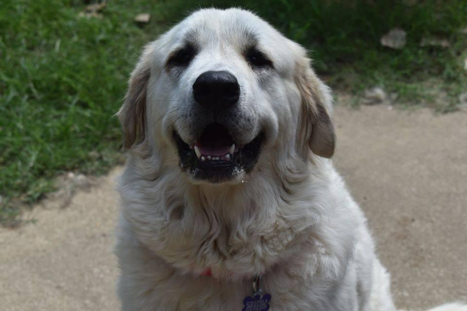 Enlarge Kitana , a ADOPTABLE Great Pyrenees in Kiowa, OK image 3/6