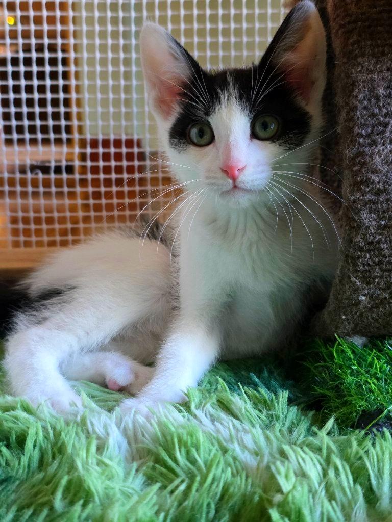 Napoleon, ADOPTABLE, Kitten Male Domestic Short Hair.