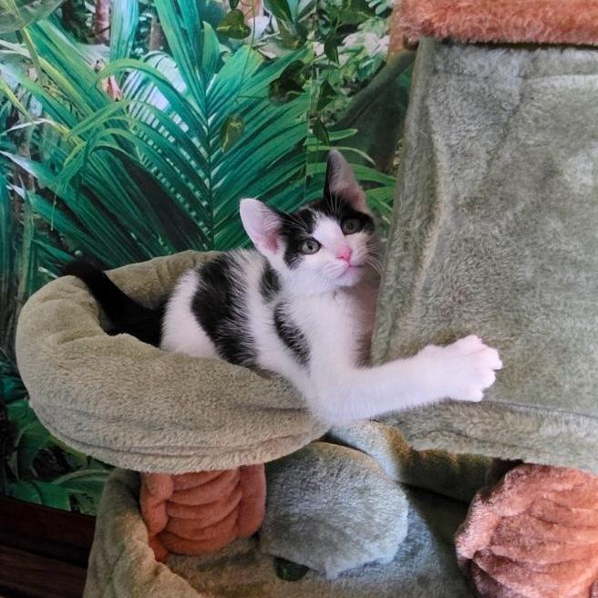 Enlarge Napoleon, a ADOPTABLE Domestic Short Hair in Beaverton, OR image 2/2