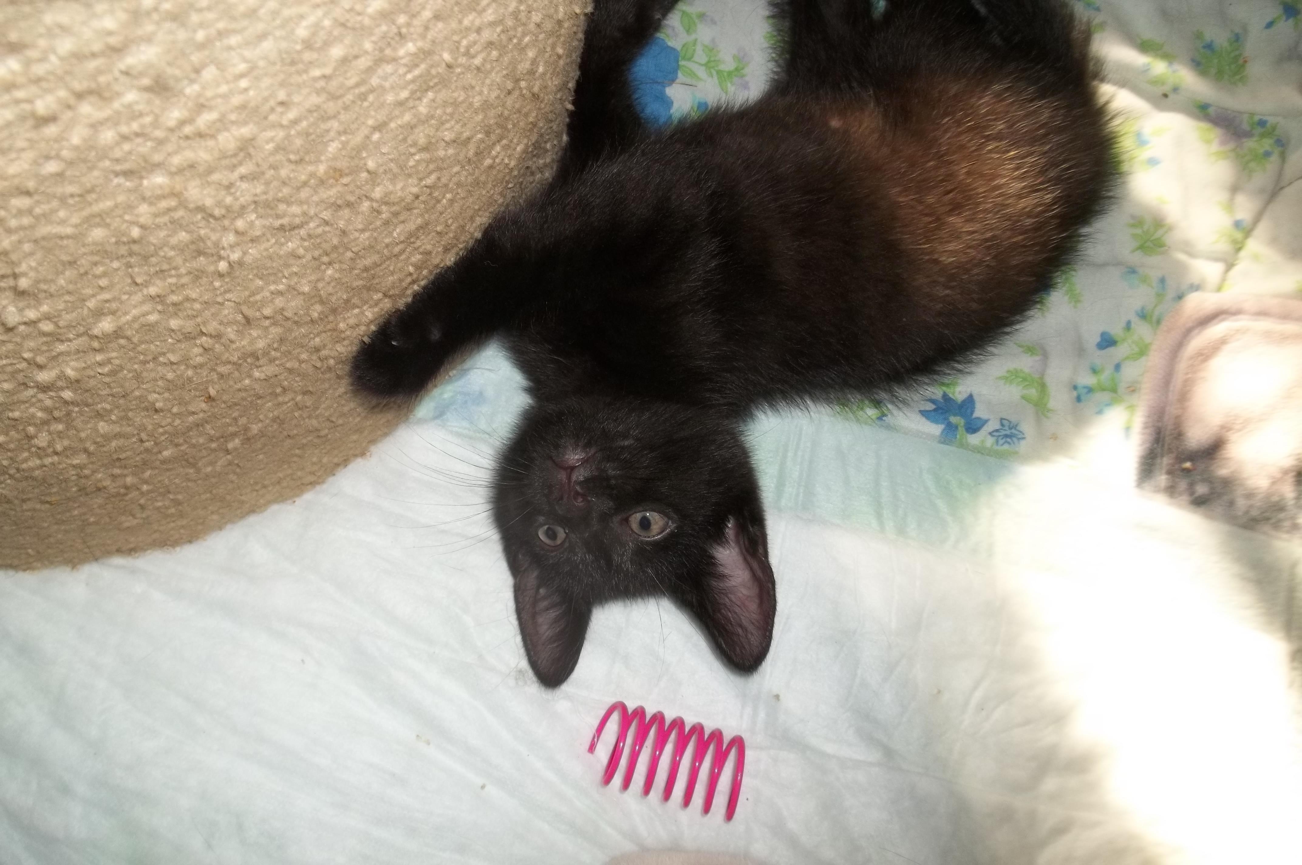 Hershey, a Adopted Domestic Short Hair in Mount Pleasant, PA image 2/2