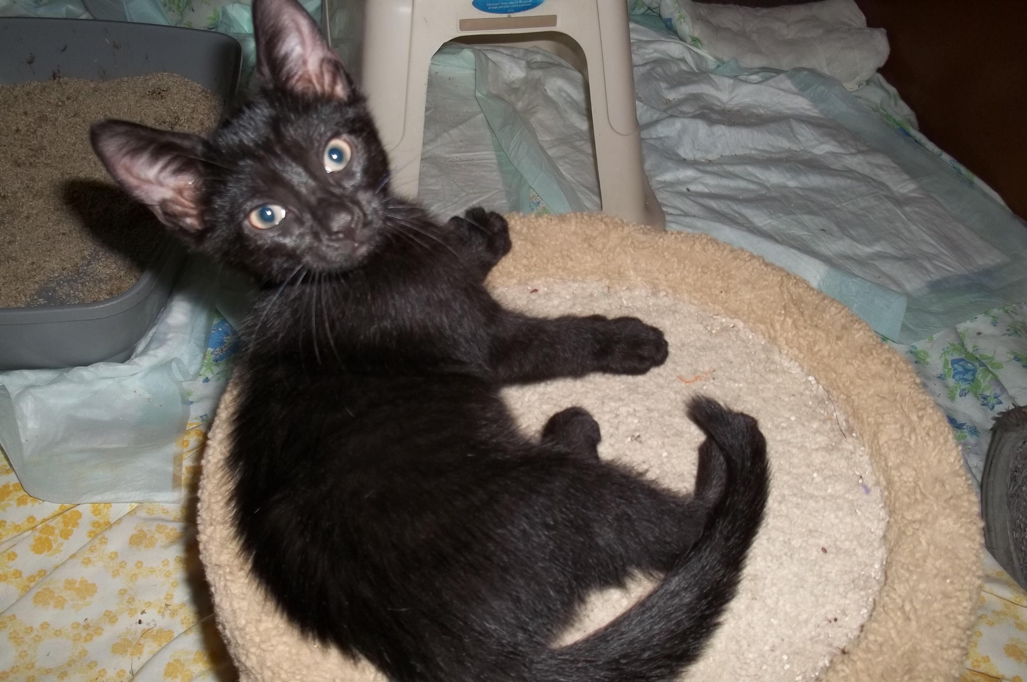 Hershey, a Adopted Domestic Short Hair in Mount Pleasant, PA image 1/2