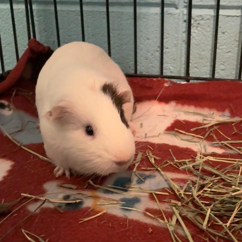 Enlarge Patches, a Adoptable mixed breed in Providence, RI image 1/4