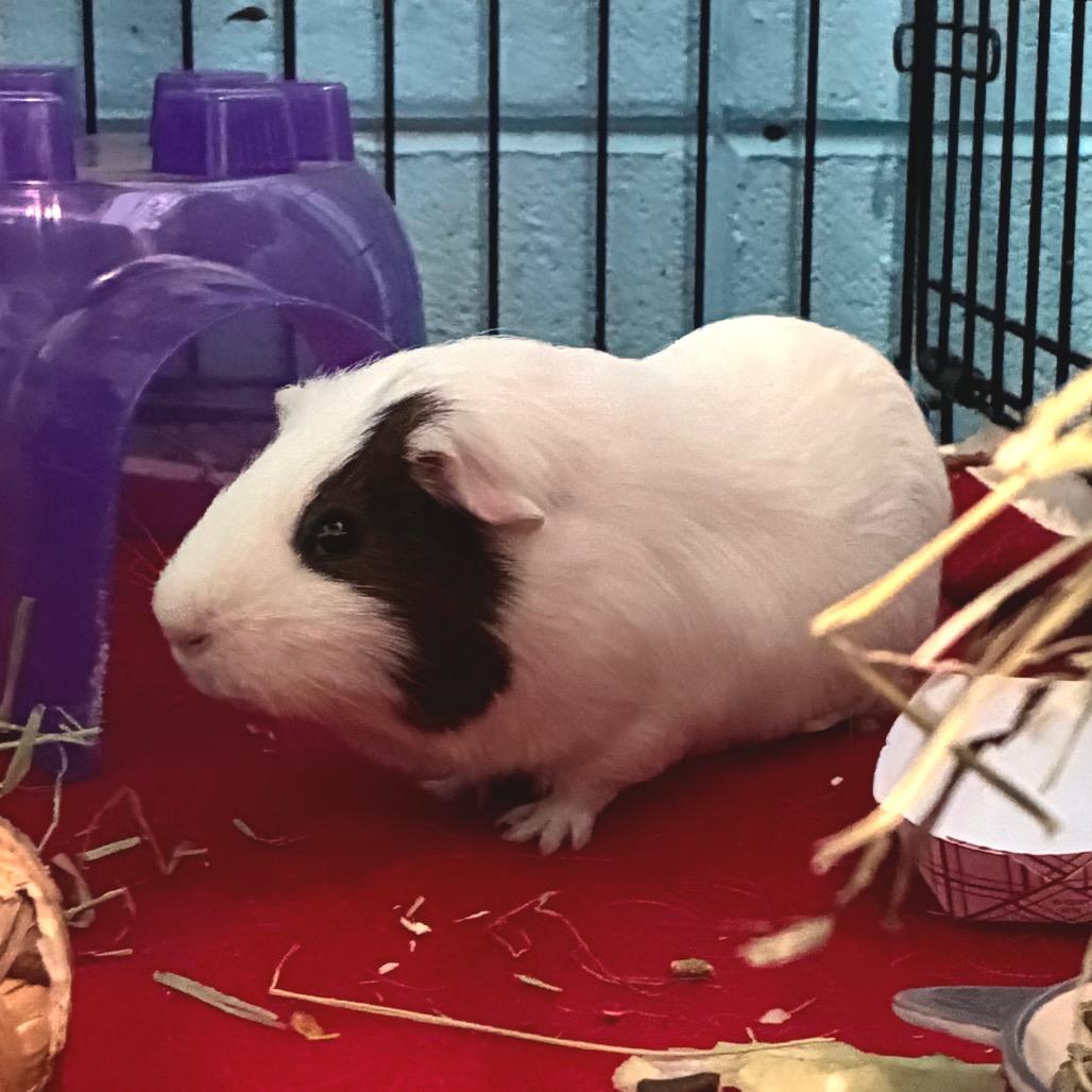 Enlarge Patches, a Adoptable mixed breed in Providence, RI image 2/4