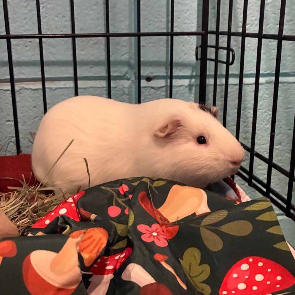 Enlarge Patches, a Adoptable mixed breed in Providence, RI image 3/4