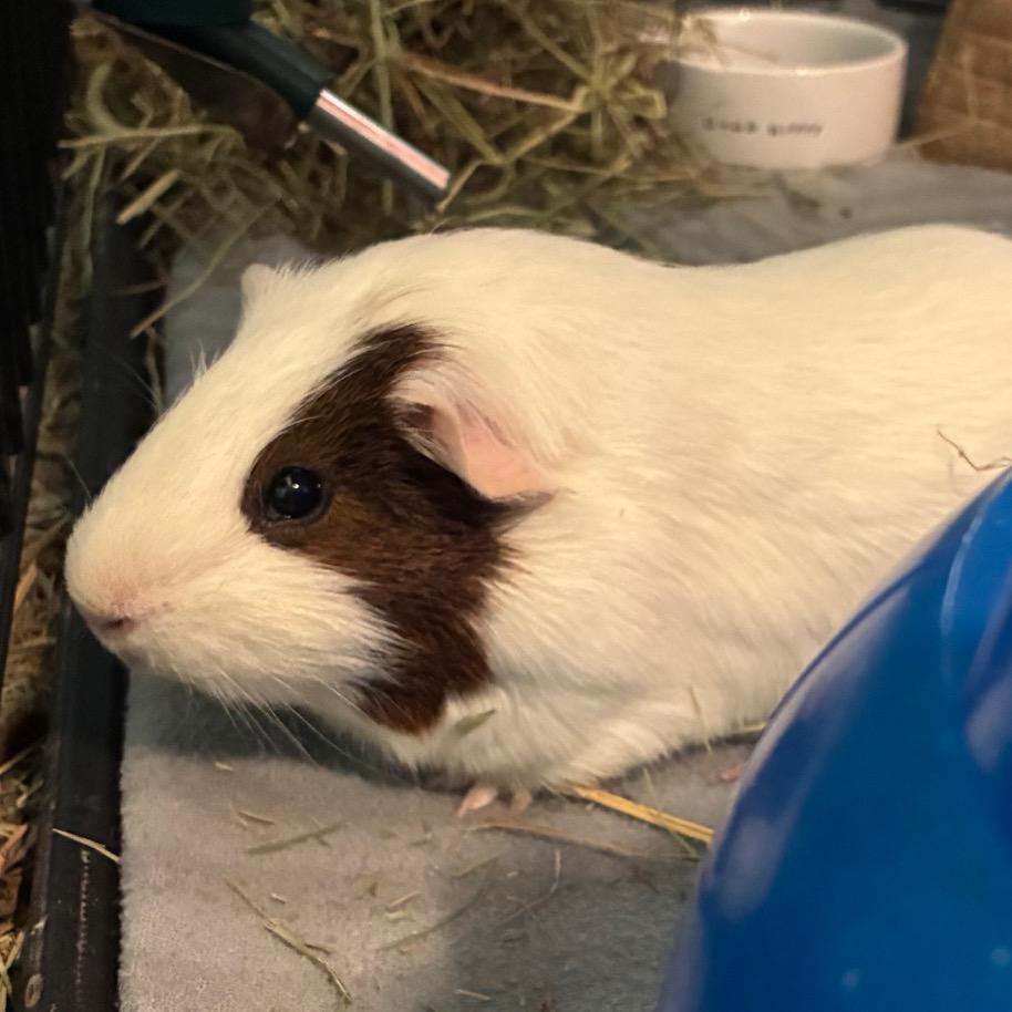 Enlarge Patches, a Adoptable mixed breed in Providence, RI image 4/4