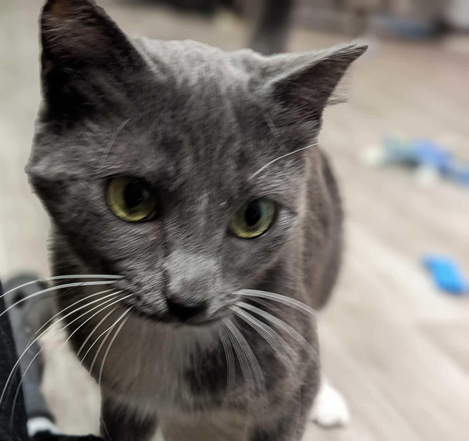 Athos, Young Female Domestic Short Hair