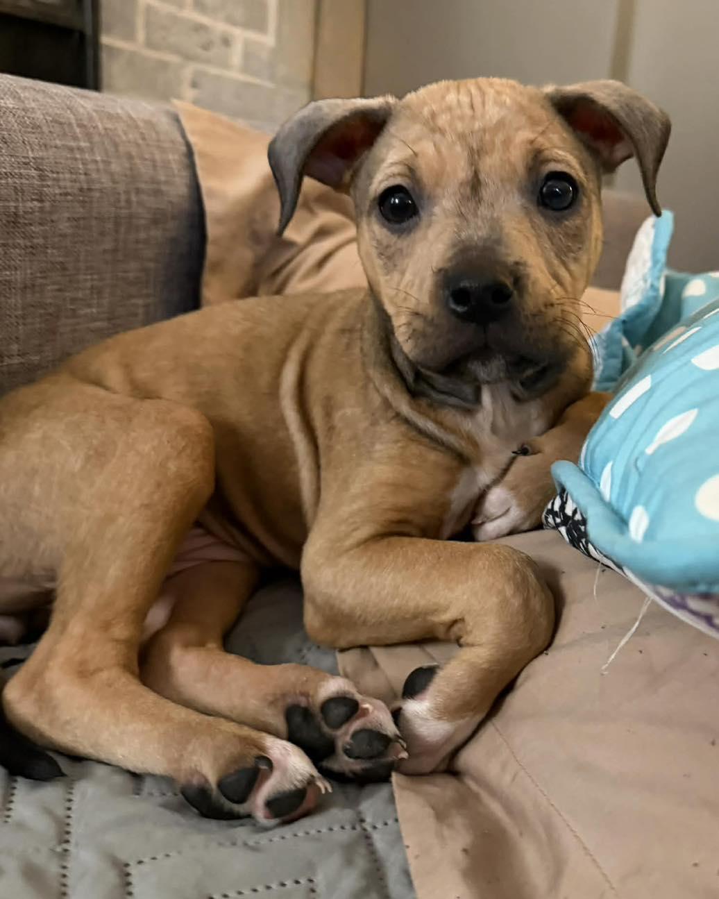 Enlarge Juniper, a ADOPTABLE Pit Bull Terrier in Millersville, MD image 2/5