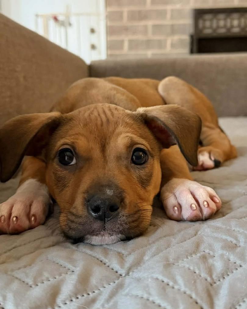Enlarge Juniper, a ADOPTABLE Pit Bull Terrier in Millersville, MD image 3/5