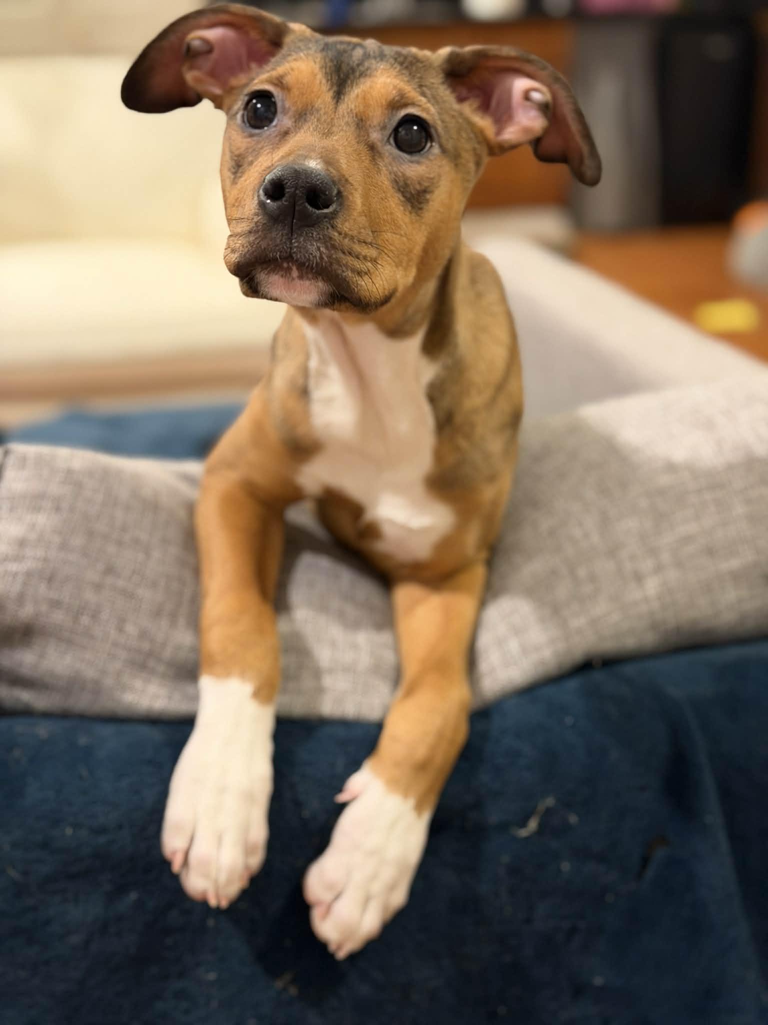 Enlarge Juniper, a ADOPTABLE Pit Bull Terrier in Millersville, MD image 5/5