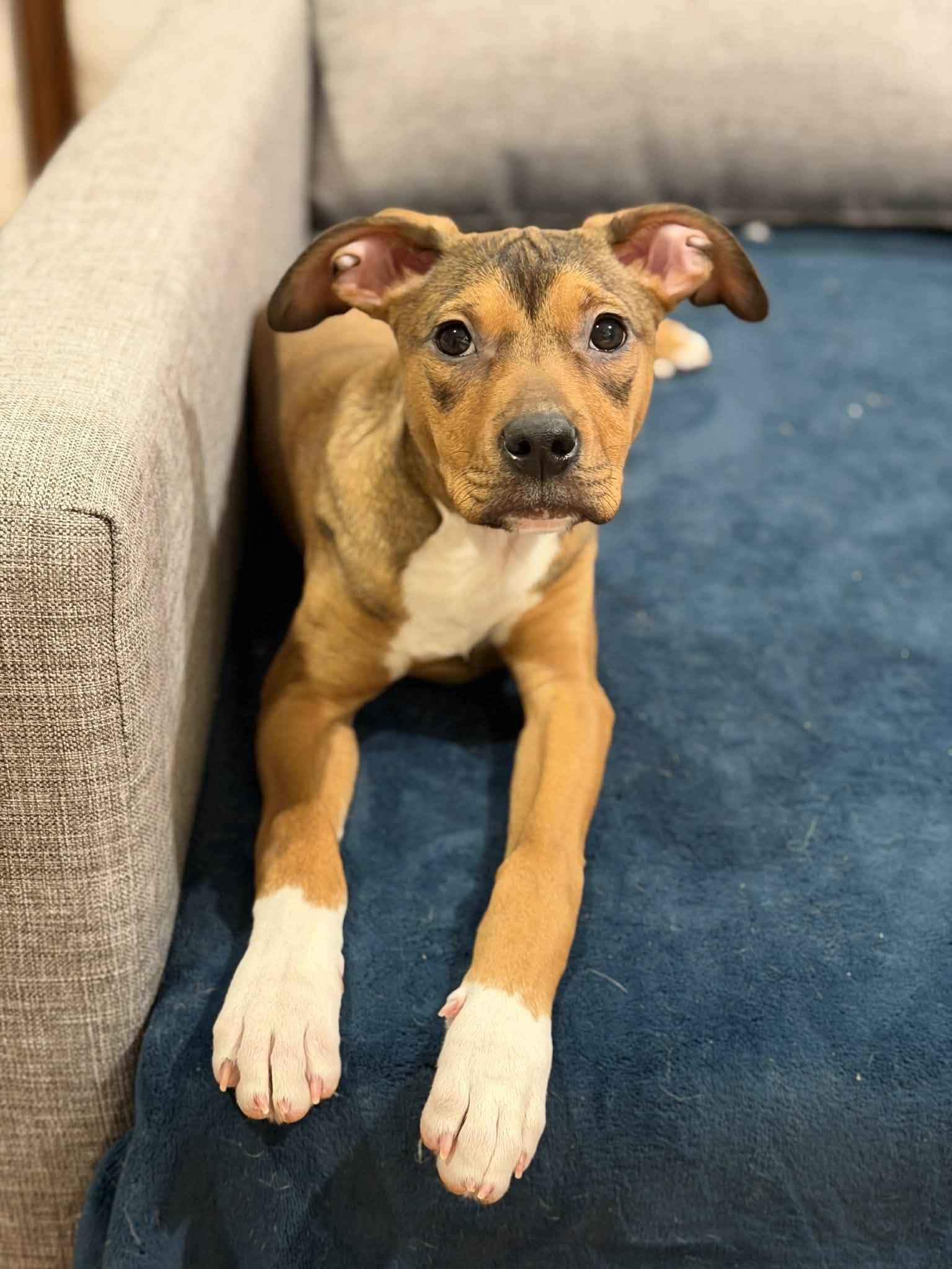 Enlarge Juniper, a ADOPTABLE Pit Bull Terrier in Millersville, MD image 1/5