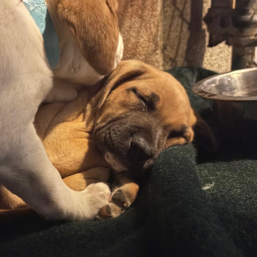 Fleur, Adoptable, Puppy Female English Bulldog & Pit Bull Terrier.