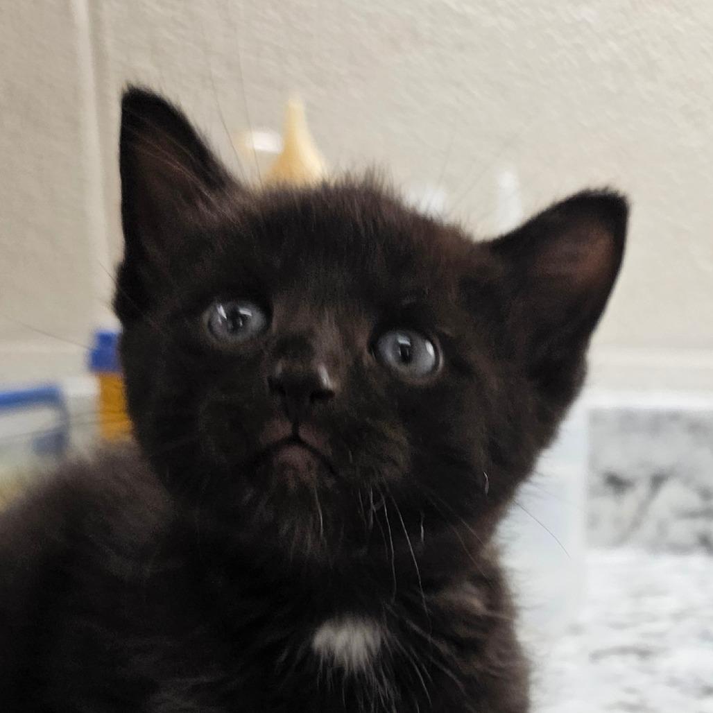 Misdemeanor thumbnail 2