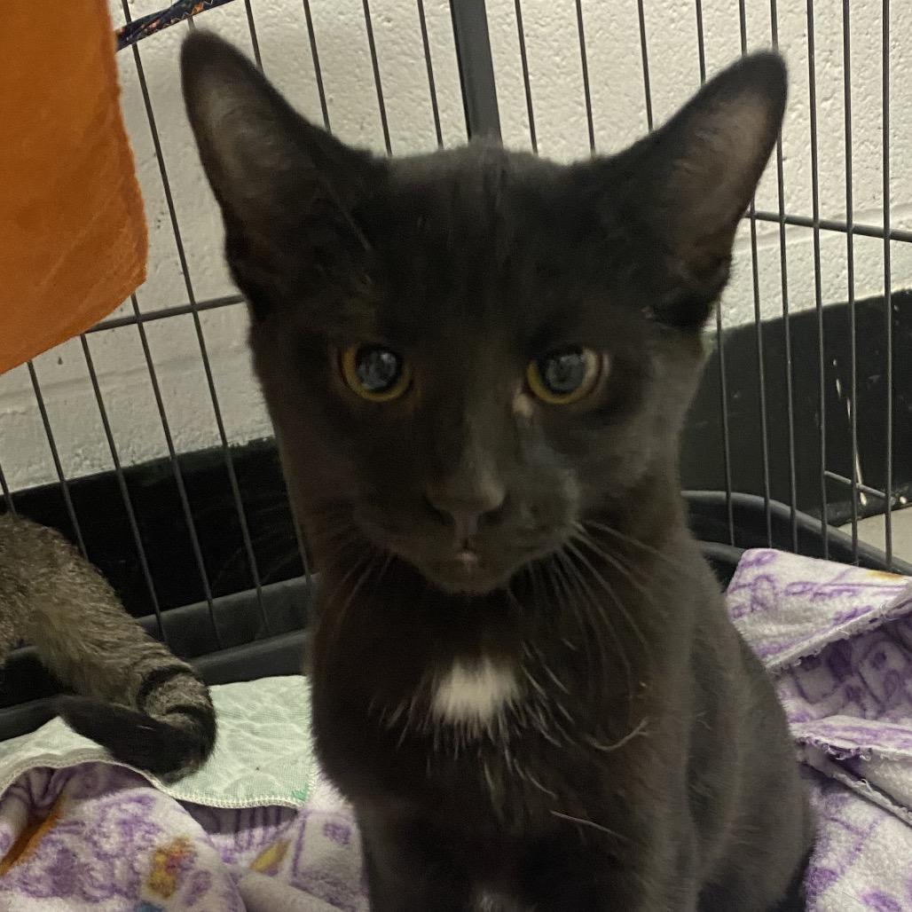 Misdemeanor thumbnail 3