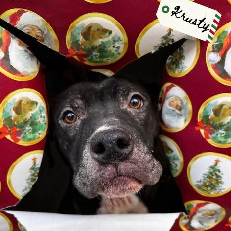 Enlarge Krusty, an adopted mixed breed in Pearisburg, VA image 2/2