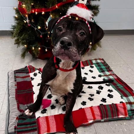 Enlarge Krusty, an adopted mixed breed in Pearisburg, VA image 1/2