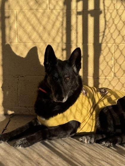 Eragon, Adoptable, Senior Female German Shepherd Dog & Mixed Breed.
