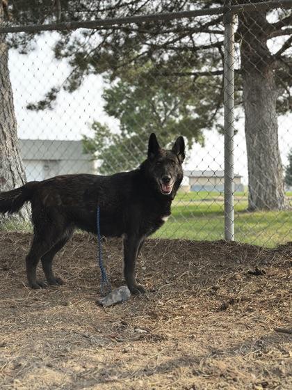 Eragon, Adoptable, Senior Female German Shepherd Dog & Mixed Breed.