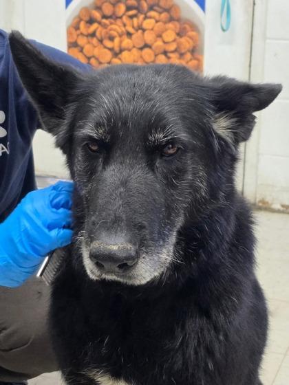 Enlarge Eragon, a Adoptable mixed breed in Moses Lake, WA image 3/3