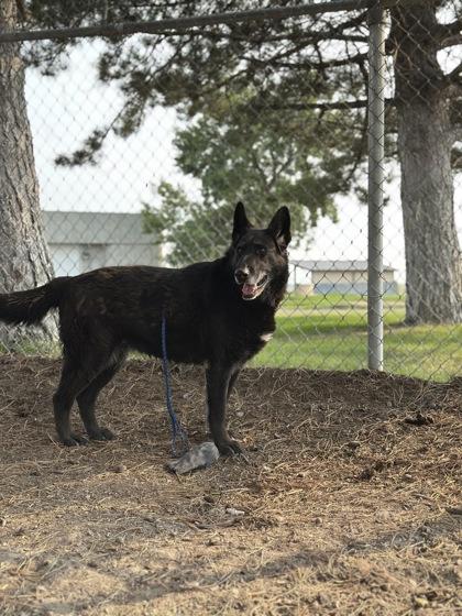 Enlarge Eragon, a Adoptable mixed breed in Moses Lake, WA image 3/3