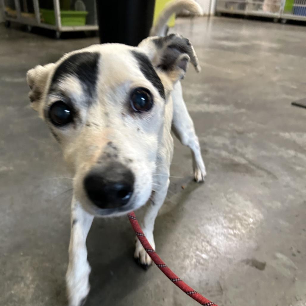 Feisty, Adoptable, Senior Male Feist.