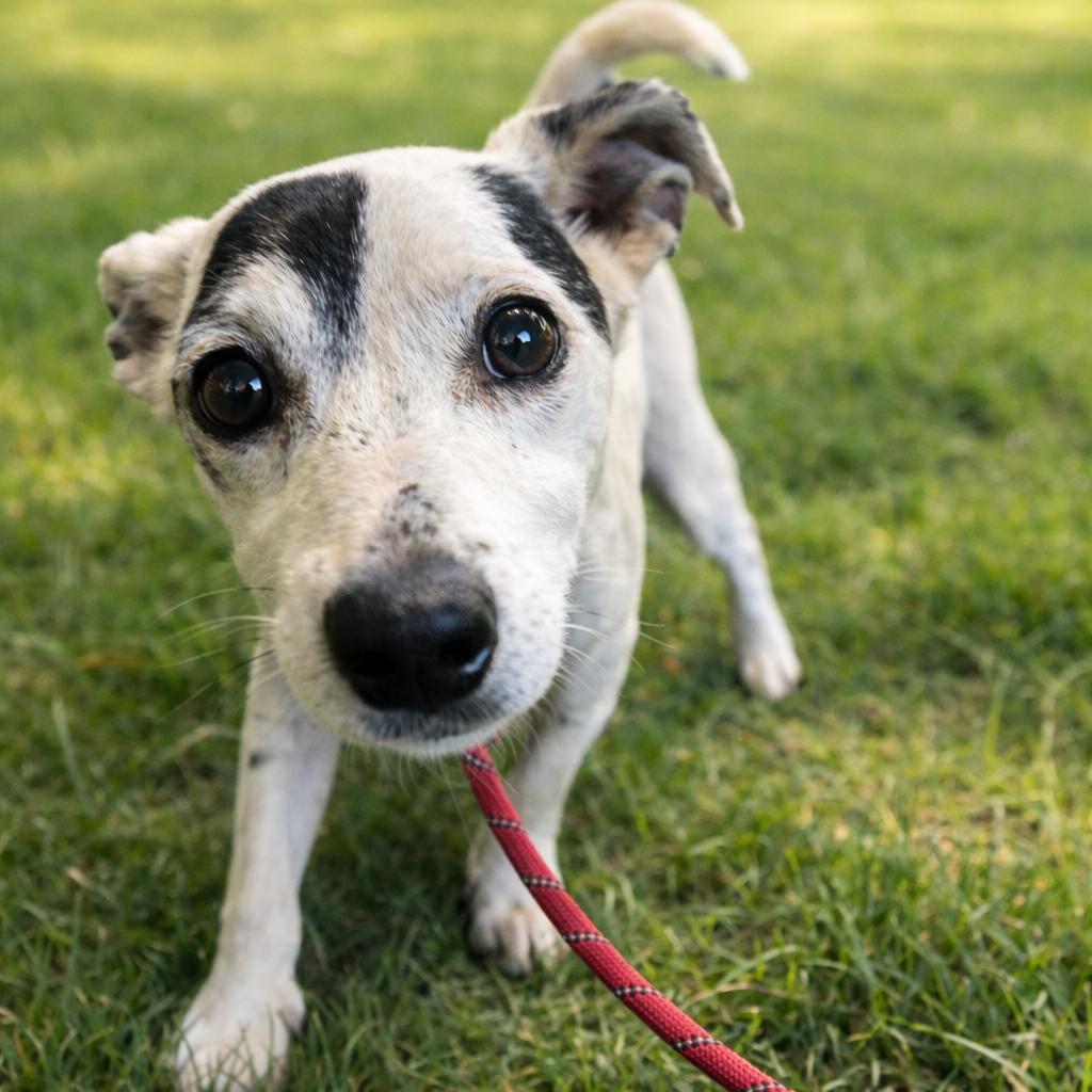 Enlarge Feisty, a Adoptable Feist in Morganton, NC image 2/2