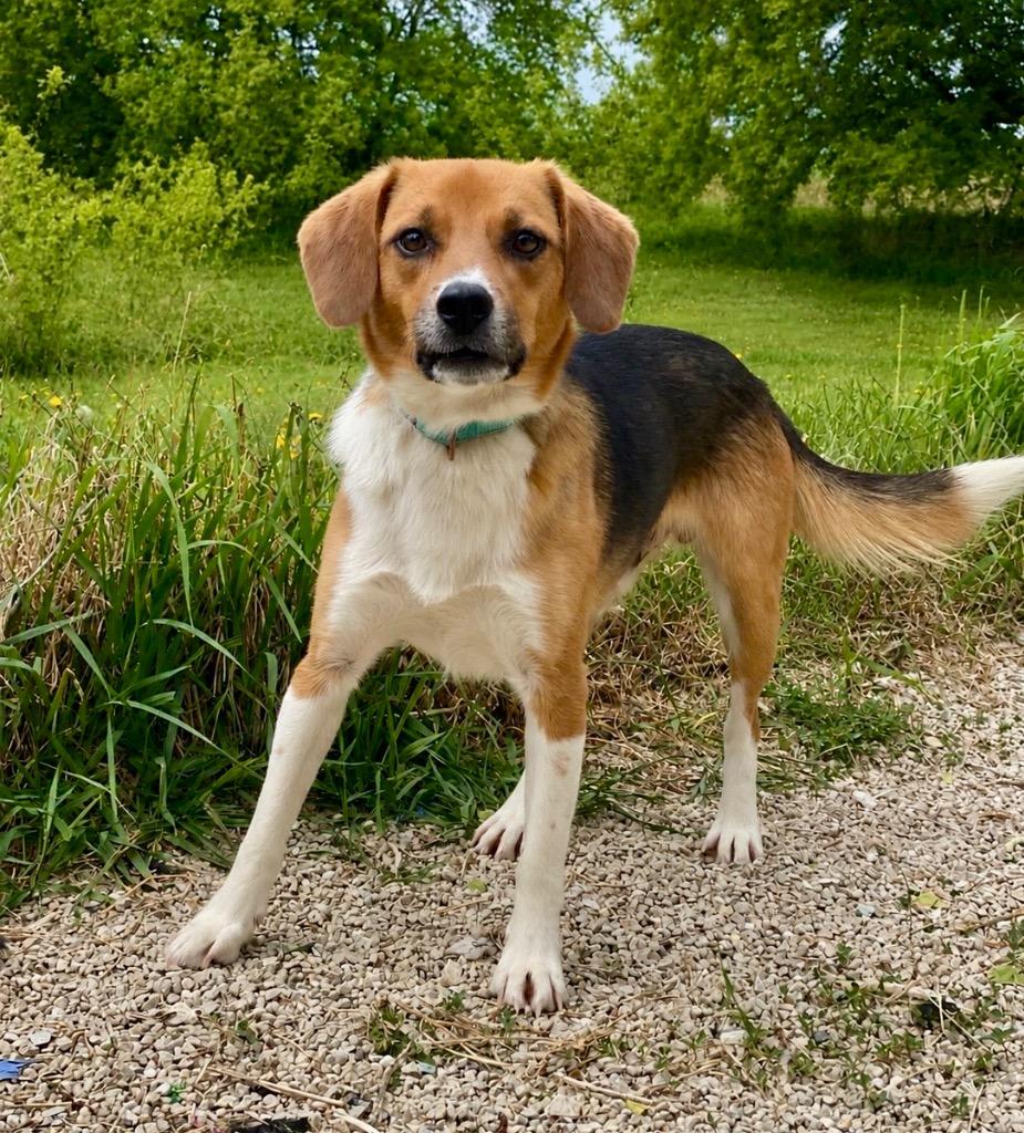 Enlarge Louis, a Adoptable mixed breed in Decorah, IA image 1/1